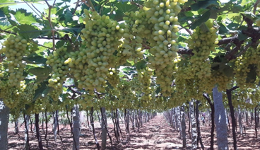 Wine grapes varieties