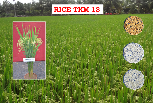 Crop Improvement – Rice Research Station, Tirur