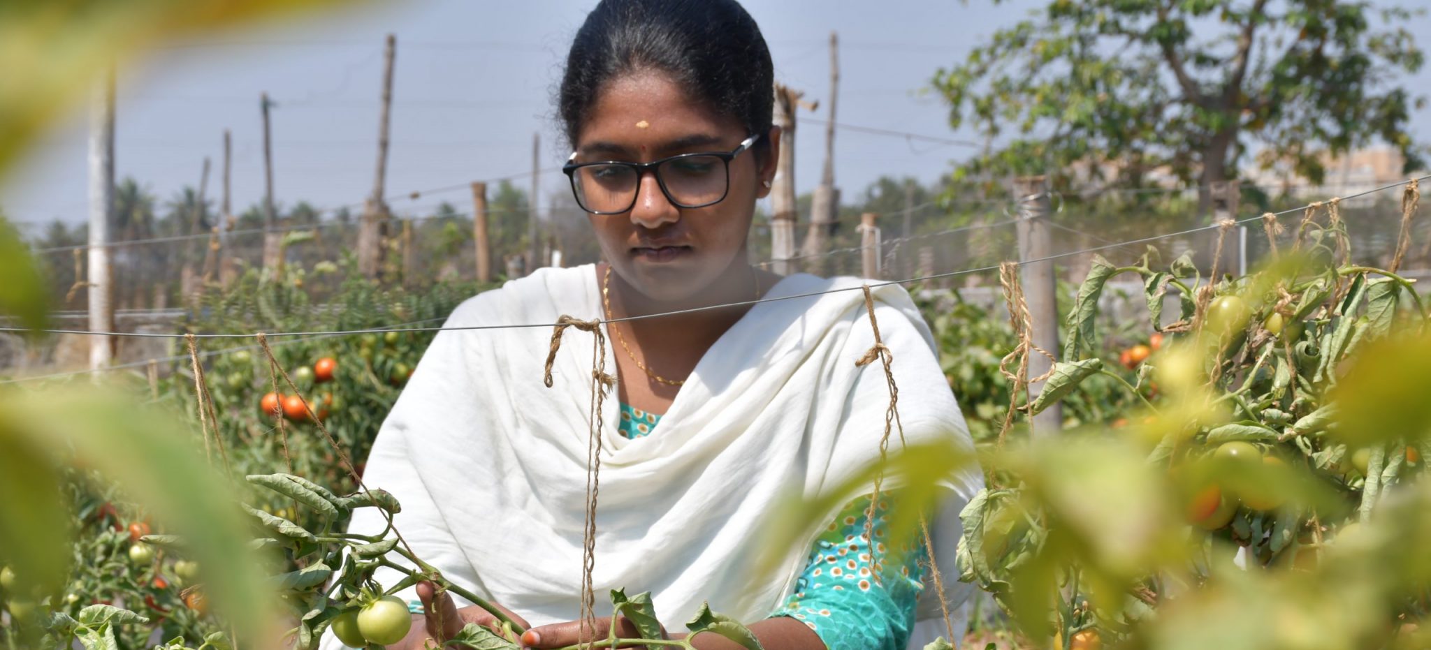 Ph.D (Hort) in Vegetable science – Tamil Nadu Agricultural University